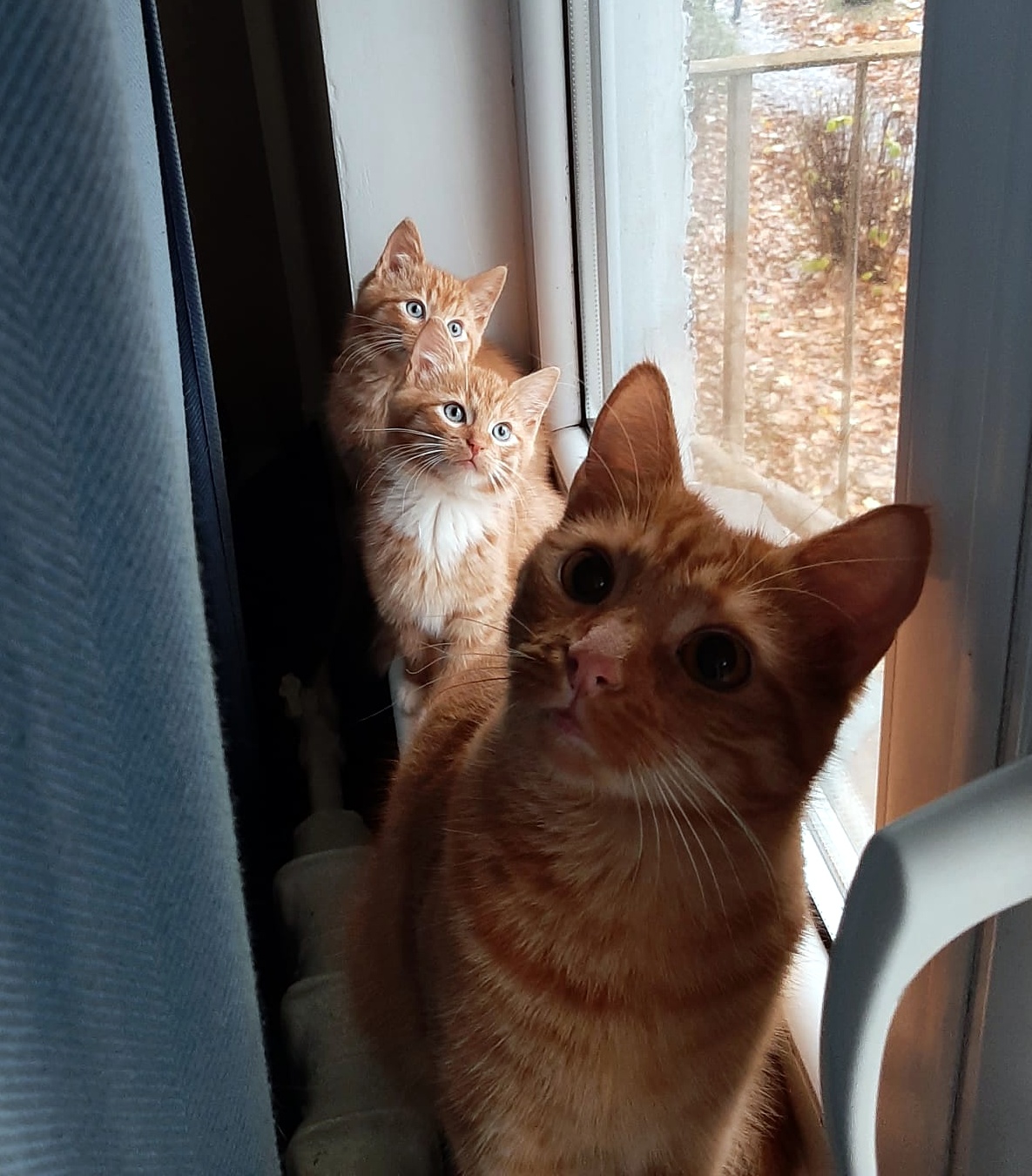 arnolds_krauklis (1)